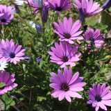 ...circondata da un mare di margherite bianche e viola